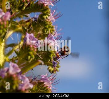 Un'ape soffice che festeggiava sul nettare da un'Echium 'Fontana rosa' un ibrido tra Echium wildpretii a fiore rosso e Echium pininana a fiore blu. Foto Stock