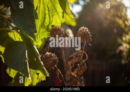 Una pianta di Cardoon 'Cynara cardunculus' fiori d'autunno andato a seme, retroilluminato in bella luce durante l'autunno Foto Stock