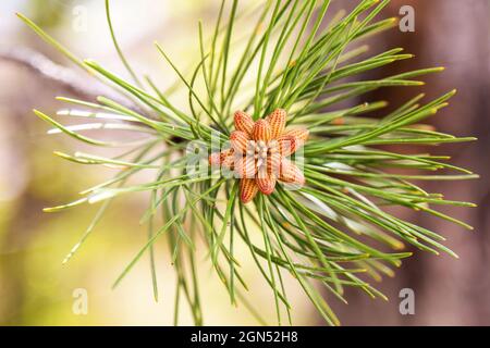 Nuovo cono di pino che cresce alla fine di un brach in primavera Foto Stock