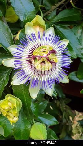 Primo piano di Passiflora incarnata, conosciuta come passionflower viola Foto Stock