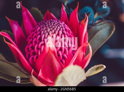 Primo piano di Waratah, Telopea. La specie più nota in questo genere è la specie di Telopea speciosissima. Foto Stock