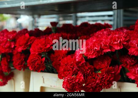 Primo piano del mazzo di garofani rossi in una scatola bianca. Dianthus caryophyllus. Foto Stock