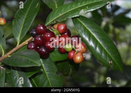 Shot selettivo per la maturazione dei chicchi di caffè Foto Stock