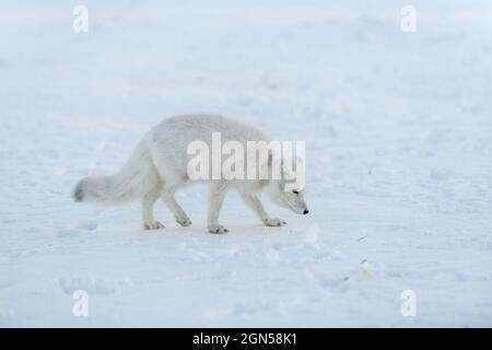 Volpe artica selvaggia con plastica sul collo in tundra invernale. Problema ecologico. Inquinamento plastico. Foto Stock