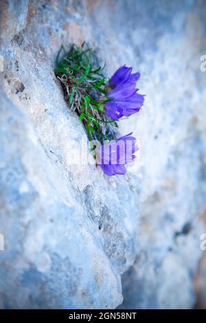 Fiore di campana blu fiorente con piccole foglie verdi. Alta montagna natura. Pianta nana che cresce su roccia di granito chiaro al mattino. Tempo di fioritura dentro Foto Stock