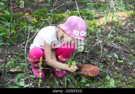 Una bambina raccoglie funghi commestibili in una foresta estiva Foto Stock