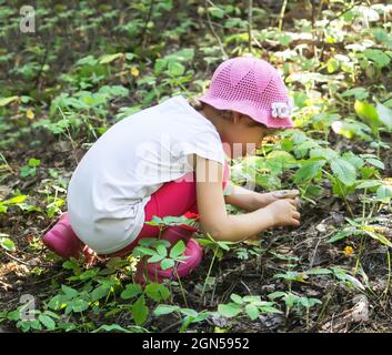 Una bambina raccoglie funghi commestibili in una foresta estiva Foto Stock