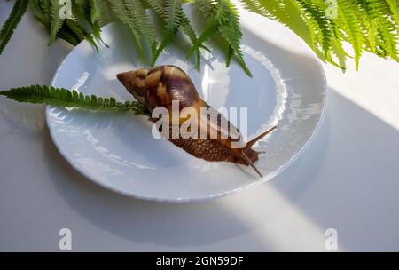 Una grande lumaca di akhatina striscia su un piatto. Foto Stock