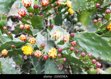 Fiore cactus di pera di prickly. Fiori gialli e rossi delicati tra gli aghi affilati. Foto Stock