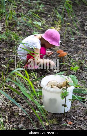 Una bambina raccoglie funghi commestibili in una foresta estiva Foto Stock