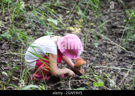 Una bambina raccoglie funghi commestibili in una foresta estiva Foto Stock