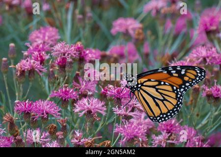 Una farfalla monarca a rischio di estinzione in Summer Surrender Ironweed presso l'urbano Oudolf Garden Detroit, Belle Isle, Michigan Foto Stock