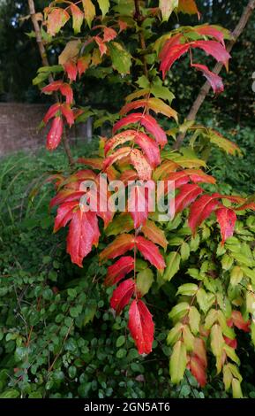 Immagine verticale della mahonia japonica in autunno con fogliame rosso e verde. Foto di alta qualità Foto Stock
