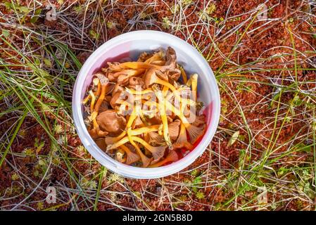 Trombe canterelle, funghi commestibili Foto Stock