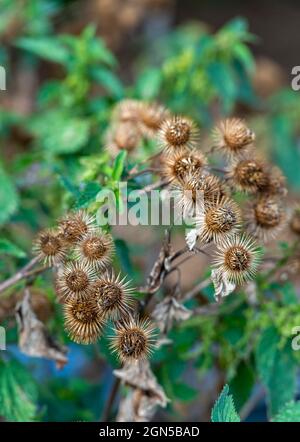 Burdock minore (Arctium meno) teste di semina (bave) Foto Stock