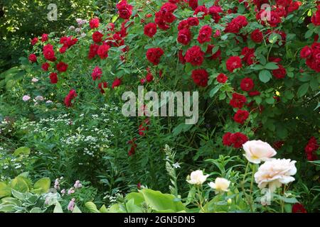 Flammentanz rosa rossa nel giardino. Nel giardino fiorisce una rosa rossa. Molti fiori nel giardino estivo. Foto Stock