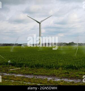 Turbina eolica sul paesaggio agricolo di Petten (Paesi Bassi) Foto Stock