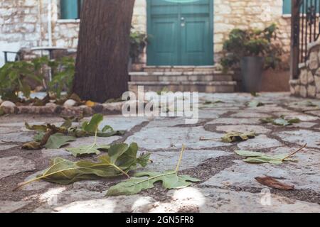 Foglie verdi da vicino su pavimento piastrellato in pietra nel tradizionale cortile greco con pareti in pietra e persiane blu porte. Estate viaggi località architettura d Foto Stock