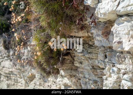 Rocce bianche stratificate da vicino con vegetazione mediterranea sulla costa dell'isola di Lefkada in Grecia. Estate natura selvaggia da vicino, viaggio verso il Mar Ionio Foto Stock