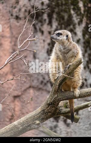 Closeup verticale di un meerkat su un albero in un deserto Foto Stock