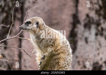 Primo piano di un meerkat su un albero in un deserto Foto Stock