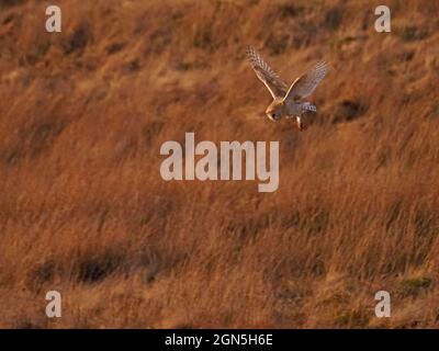 Barn Owl (Tito alba) caccia su brughiera erbosa in oro luce sera nel North Yorkshire, Inghilterra Regno Unito Foto Stock