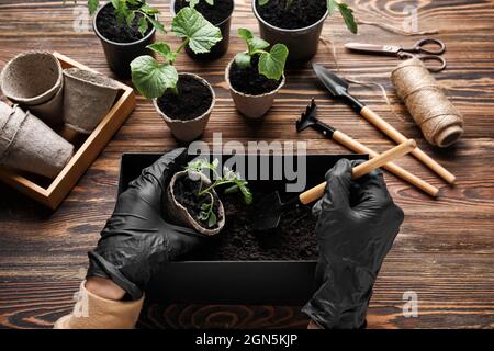 Donna che mette fuori le piante giovani in pentole su sfondo di legno Foto Stock