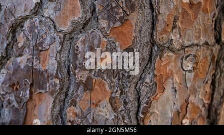 Tronco di pino di pietra d'Europa. La corteccia marrone dell'albero vecchio  come la texture naturale originale per lo sfondo. Concetto di natura per il  design. Rustico albero bac Foto stock - Alamy
