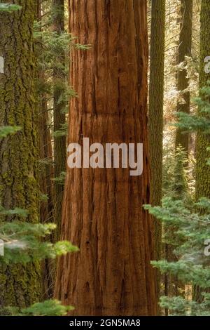 Singolo albero di sequoia in una foresta lussureggiante al Sequoia National Park, California, USA Foto Stock