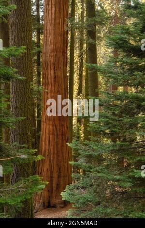 Singolo alto albero Sequoia in una foresta lussureggiante al Sequoia National Park, California, USA Foto Stock