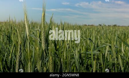 Bel raccolto di maturazione del verde paesaggio di grano nella campagna rurale Spagna. Spighe di grano che crescono in una fattoria di campo agricolo in giorno di sole. Cer non maturo Foto Stock