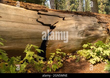 Caduto cracked Sequoia trunk albero giacente sul pavimento della foresta al Sequoia National Park, California, USA Foto Stock