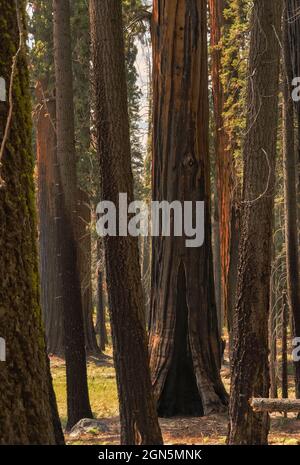 Alberi di sequoia danneggiati e bruciati dal 2020 Castle Fire al Sequoia National Park, California, USA Foto Stock