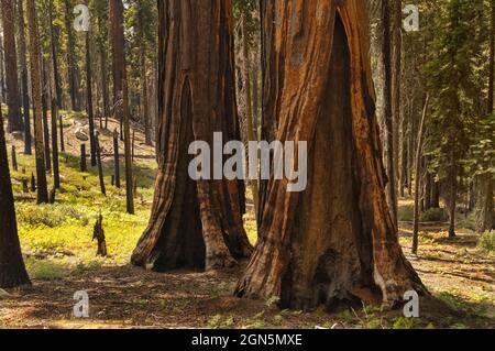 Alberi di sequoia danneggiati e bruciati dal 2020 Castle Fire al Sequoia National Park, California, USA Foto Stock