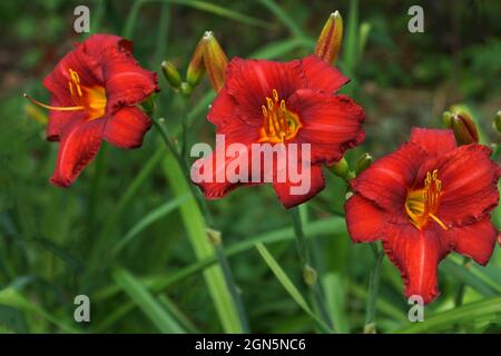 Hemerocallis Chicago Apache. Fiori rossi giorno. Bellissimi fiori rossi da giorno. Giallo gola. I daylilies rossi fioriscono in estate. Foto Stock