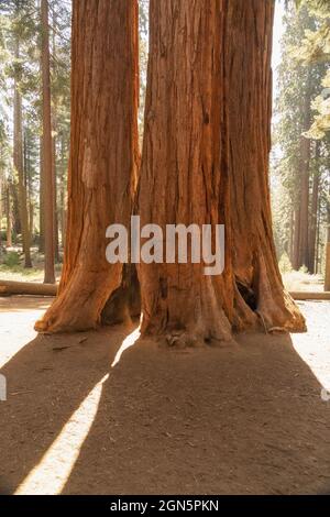 Coppia di alberi di sequoia retroilluminati al Sequoia National Park, California, USA Foto Stock