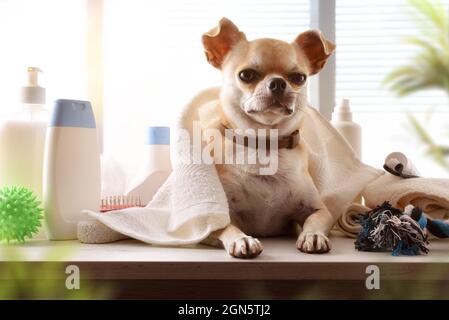 Salone di igiene e bellezza per cani con chihuahua su tavola di legno con asciugamano sulla parte superiore e lattine di prodotto per la cura della pelle e del cappotto. Vista frontale. Comp. Orizzontale Foto Stock