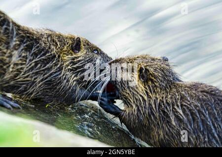 Primo piano di due coypus umidi baciare nel wat Foto Stock