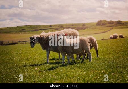 Gruppo di pecore che pascola accanto al sentiero costiero Cleveland Way nel North Yorkshire, Regno Unito Foto Stock