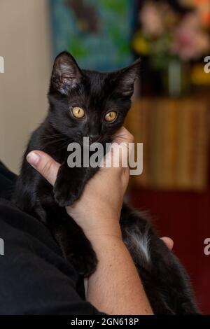 Donna che tiene il suo gattino nero di due mesi, MR. Pickles (MR.) (PR) Foto Stock