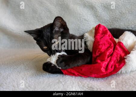 Gattino nero di due mesi, signor Pickles, masticare sul pom pom di un cappello di santa (PR) Foto Stock