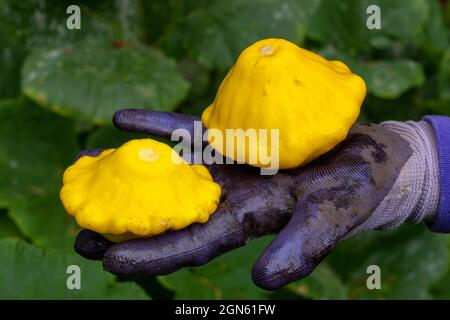 Issaquah, Washington, Stati Uniti. Mano guanto che tiene Pattytyan Squashes, una zucca estiva notevole per le sue piccole dimensioni, forma rotonda e poco profonda, e smerlato Foto Stock