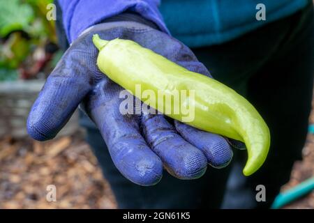 Issaquah, Washington, Stati Uniti. Mano con il guanto viola che tiene un pepe della banana (anche conosciuto come il pepe della banana dolce, il pepe della cera gialla o il peperoncino della banana p Foto Stock