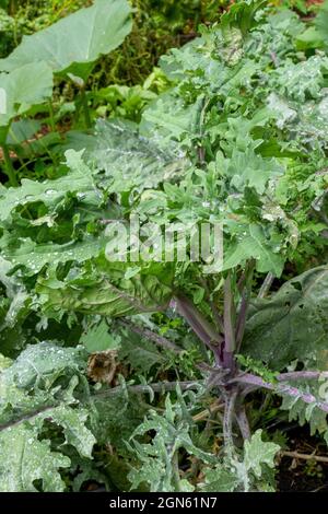 Issaquah, Washington, Stati Uniti. Pianta di kale russa rossa. Cresce foglie piatte, dentate, grigio-verde con steli viola e vene davvero brigate Foto Stock