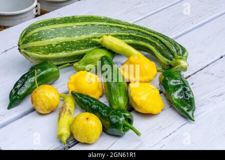 Issaquah, Washington, Stati Uniti. Verdure appena raccolte che riposano su un tavolo da picnic, tra cui zucchine italiane, zucca Pattyan, squash dolce Banana A. Foto Stock