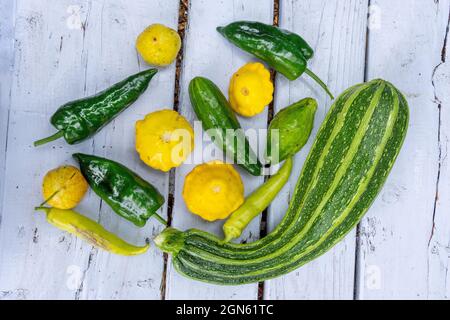 Issaquah, Washington, Stati Uniti. Verdure appena raccolte che riposano su un tavolo da picnic, tra cui zucchine italiane, zucca Pattyan, squash dolce Banana A. Foto Stock