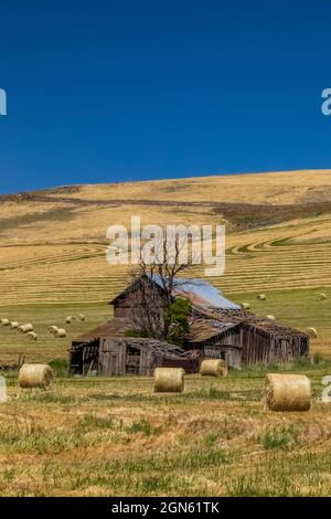 Fienile e fienaia di legno vicino a Pomeroy, Washington state, USA [Nessun rilascio di proprietà; solo licenza editoriale] Foto Stock