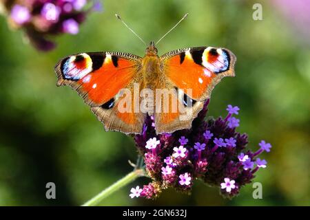 Aglais io basare la farfalla europea di pavone sul fiore Foto Stock