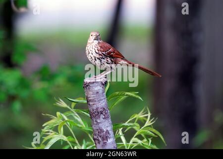 Marrone Thrasher Toxostoma rufum seduto su un albero di pesca Foto Stock