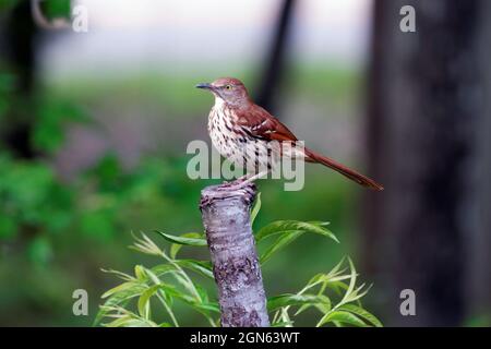 Marrone Thrasher Toxostoma rufum seduto su un albero di pesca Foto Stock